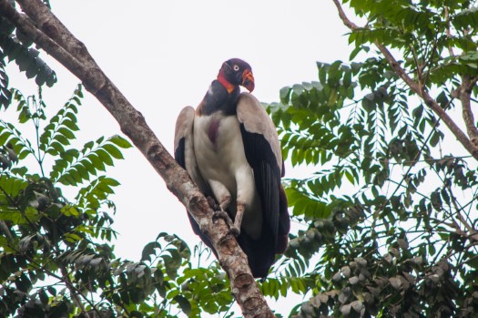 King Vulture at Reserva Tesoro Escondido